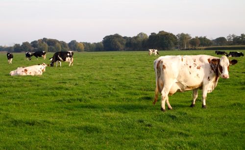 Boeren, burgers en buitenlui