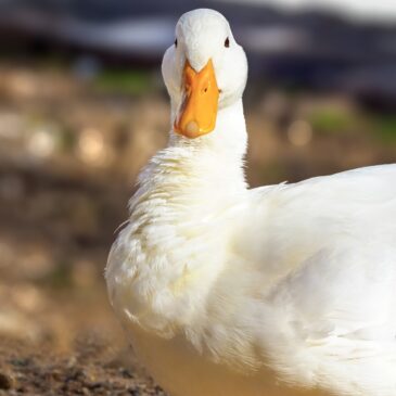 Het juiste besluit over Tomassen Duck-To